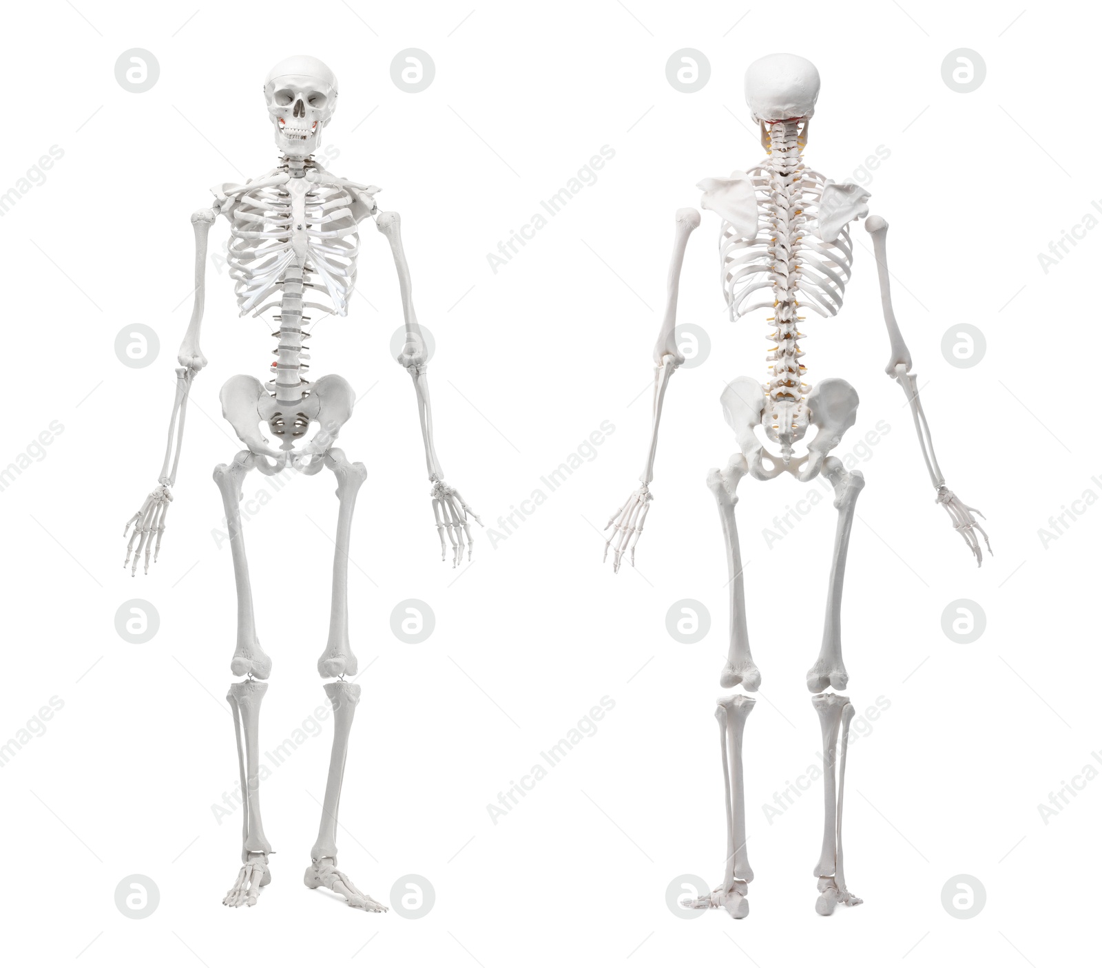 Artificial human skeleton model isolated on white, set. Front and back view Image of Artificial human skeleton model isolated on white, set. Front and back view