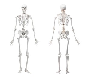 Image of Artificial human skeleton model isolated on white, set. Front and back view