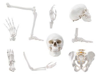 Image of Parts of artificial human skeleton model isolated on white, set