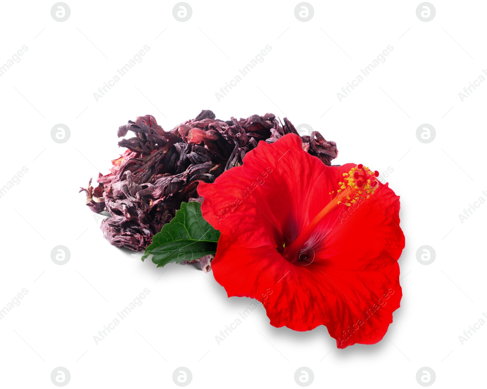 Red hibiscus flower and dried calyces on white background Image of Red hibiscus flower and dried calyces on white background