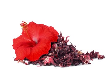 Image of Red hibiscus flower and dried calyces on white background