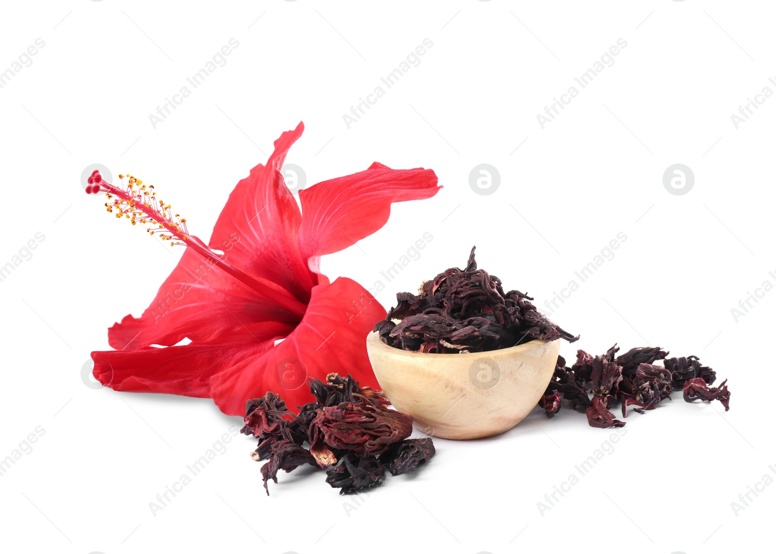 Red hibiscus flower and dried calyces on white background Image of Red hibiscus flower and dried calyces on white background