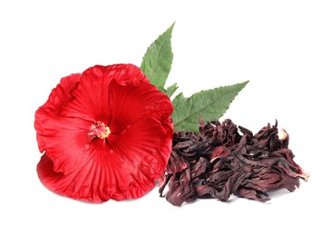 Image of Red hibiscus flower and dried calyces on white background