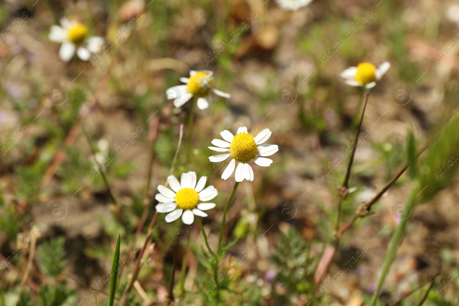 Beautiful chamomile flowers growing outdoors in morning Photo of Beautiful chamomile flowers growing outdoors in morning