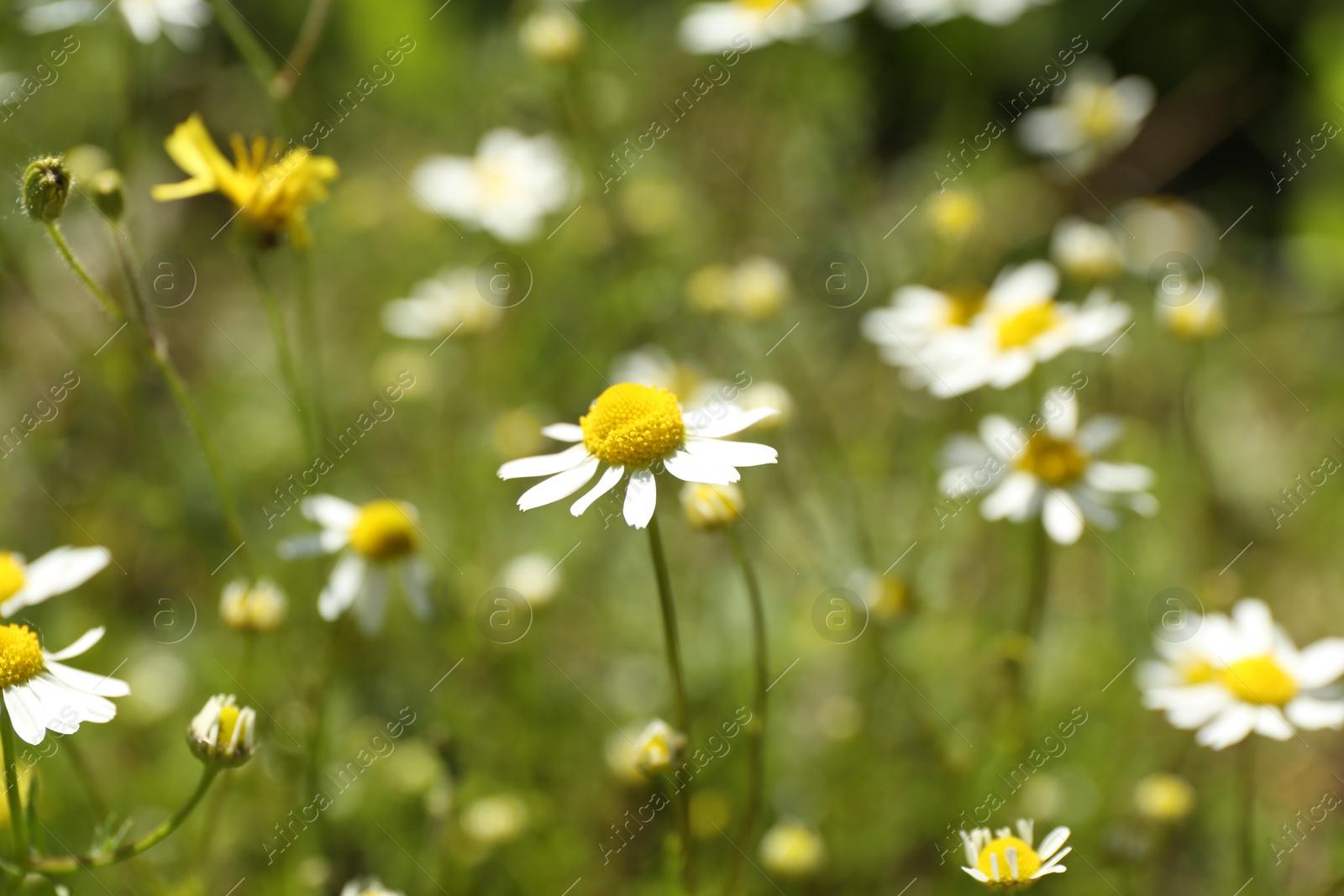 Beautiful chamomile flowers growing outdoors in morning Photo of Beautiful chamomile flowers growing outdoors in morning