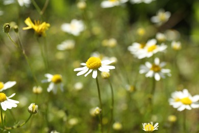 Photo of Beautiful chamomile flowers growing outdoors in morning