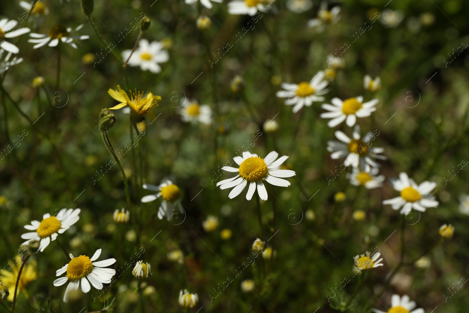 Many beautiful chamomile flowers growing in field Photo of Many beautiful chamomile flowers growing in field