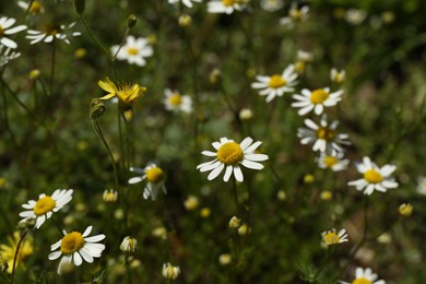 Photo of Many beautiful chamomile flowers growing in field
