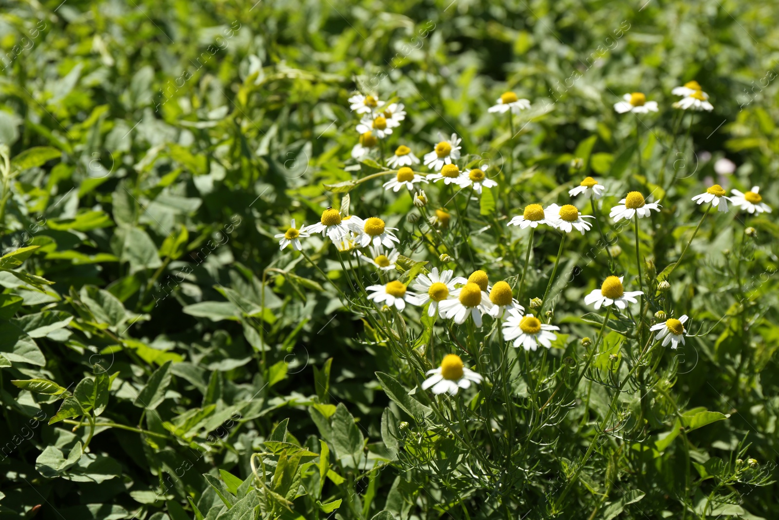 Beautiful chamomile flowers growing outdoors in morning Photo of Beautiful chamomile flowers growing outdoors in morning