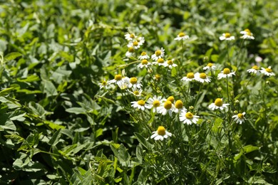 Photo of Beautiful chamomile flowers growing outdoors in morning