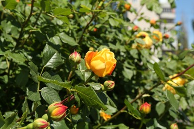 Photo of Bush with beautiful roses blooming outdoors, closeup