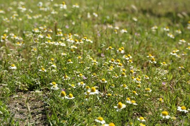 Photo of Beautiful chamomile flowers growing outdoors in morning