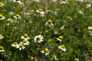 Photo of Beautiful chamomile flowers growing outdoors in morning