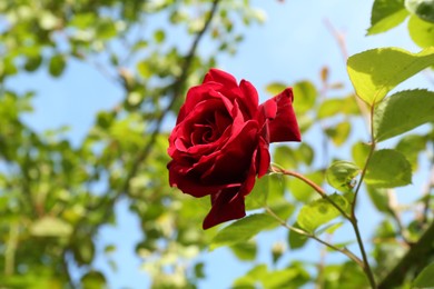 Photo of Beautiful red rose blooming outdoors under blue sky, closeup