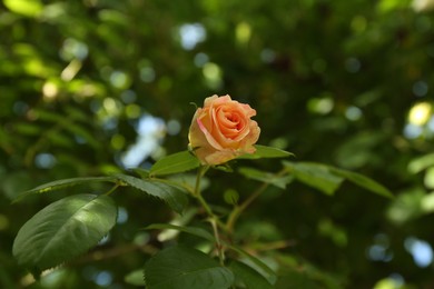 Photo of Beautiful pink rose blooming in garden, closeup