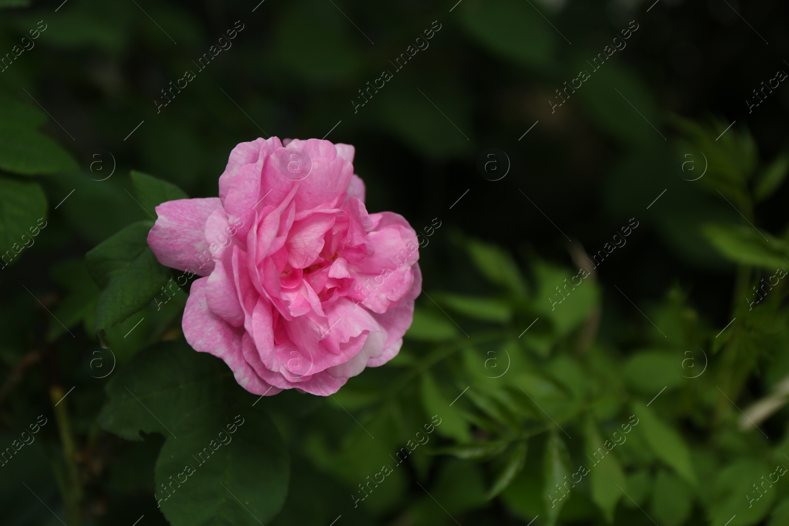 Beautiful pink rose blooming in garden, closeup Photo of Beautiful pink rose blooming in garden, closeup