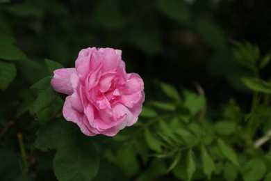 Photo of Beautiful pink rose blooming in garden, closeup