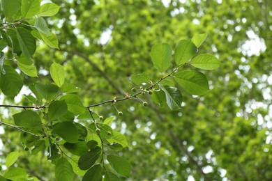 Photo of Branches with green leaves and berries growing outdoors, closeup