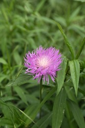 Photo of Beautiful violet flower growing in garden, closeup