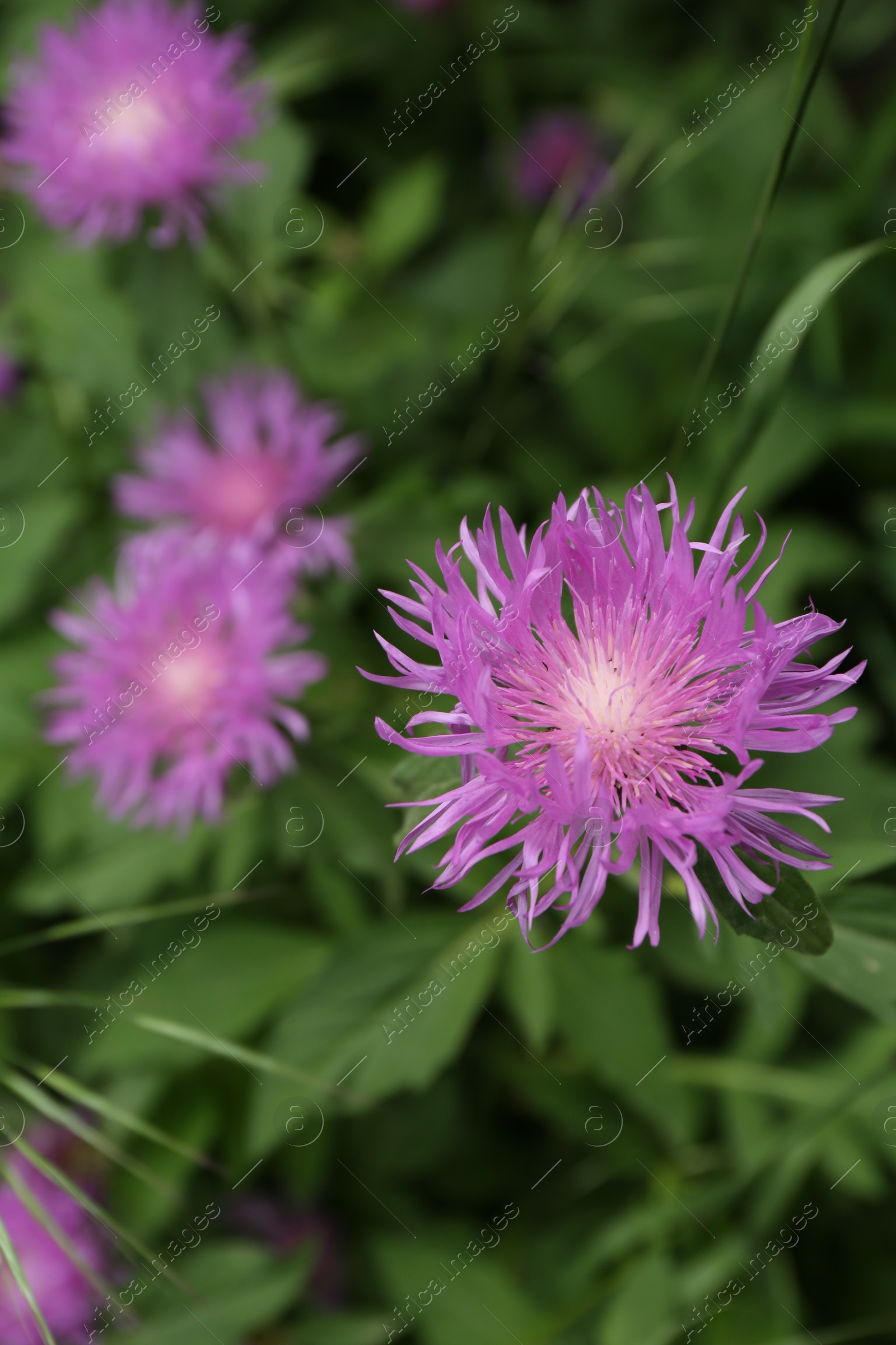 Beautiful violet flowers growing in garden, closeup Photo of Beautiful violet flowers growing in garden, closeup
