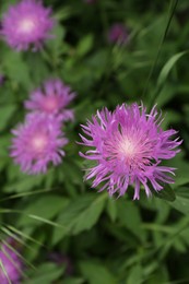 Photo of Beautiful violet flowers growing in garden, closeup