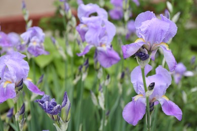 Photo of Beautiful iris flowers growing in garden, closeup