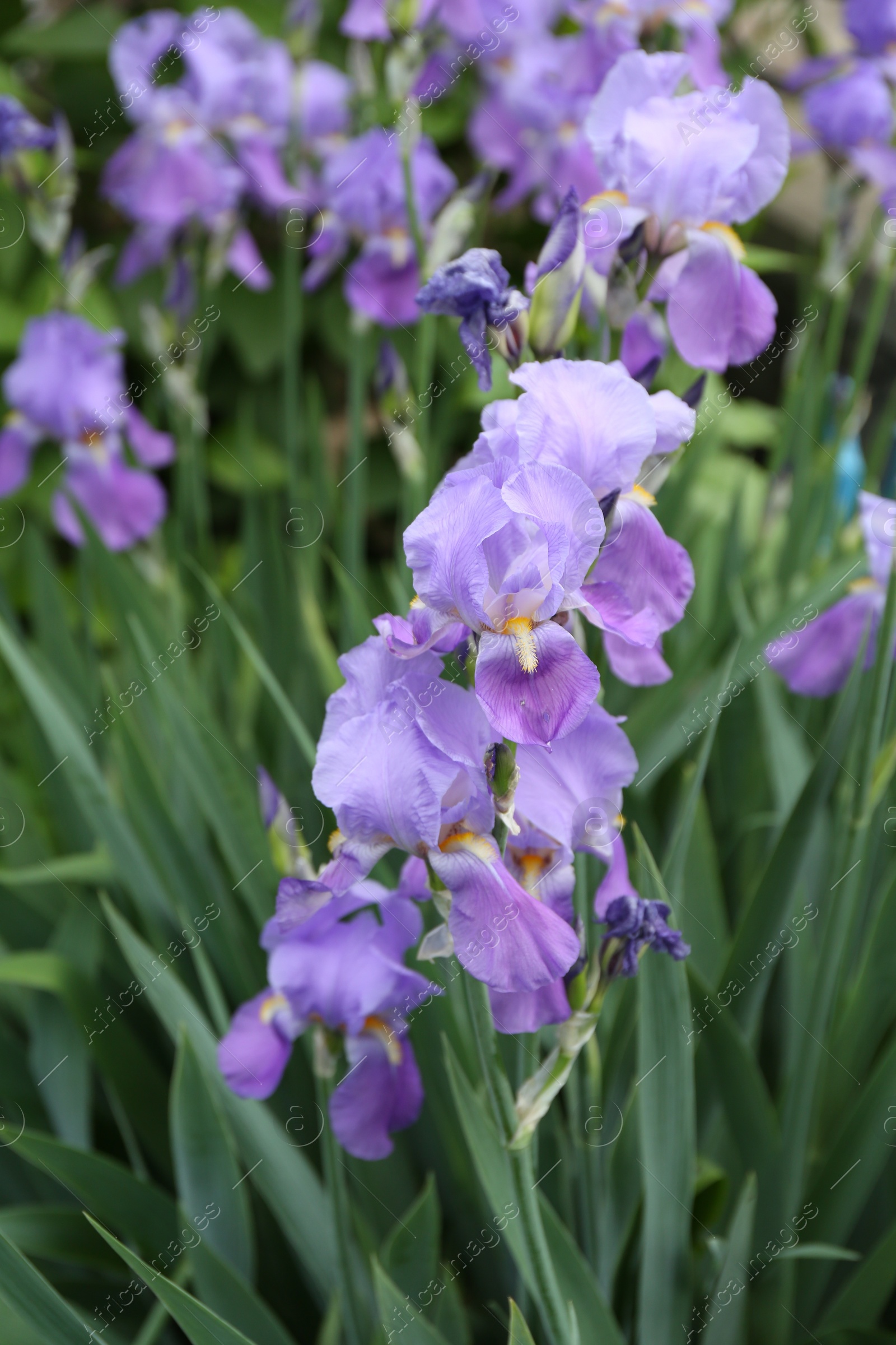 Beautiful iris flowers growing in garden, closeup Photo of Beautiful iris flowers growing in garden, closeup