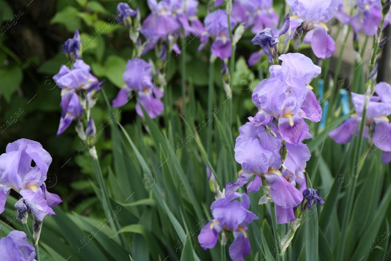 Beautiful iris flowers growing in garden, closeup Photo of Beautiful iris flowers growing in garden, closeup