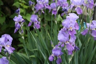 Photo of Beautiful iris flowers growing in garden, closeup