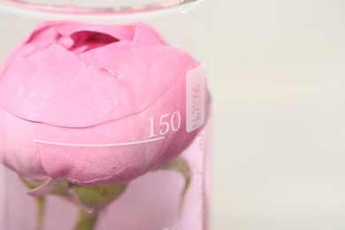 Photo of Making luxury perfume. Essential oil in beaker and flowers on light background, closeup. Space for text