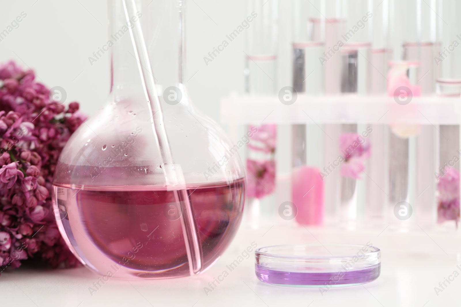 Making luxury perfume. Essential oils in glassware and flowers on white table, closeup Photo of Making luxury perfume. Essential oils in glassware and flowers on white table, closeup