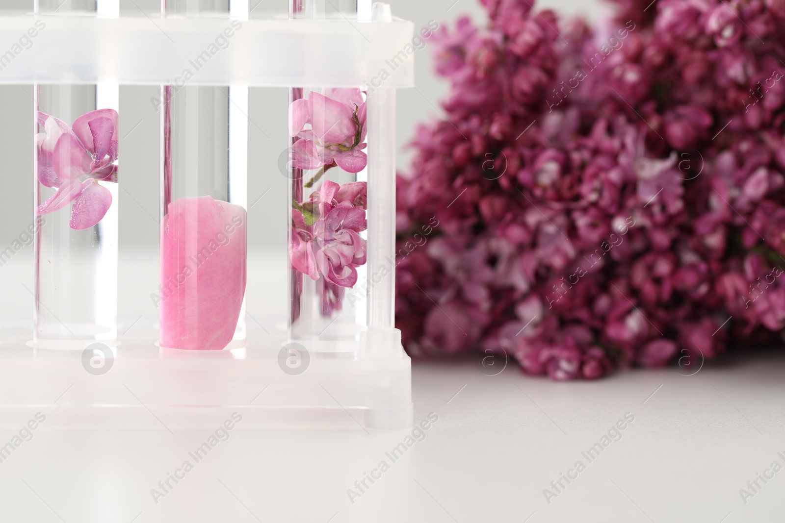 Making luxury perfume. Essential oils in test tubes and flowers on white table, closeup Photo of Making luxury perfume. Essential oils in test tubes and flowers on white table, closeup