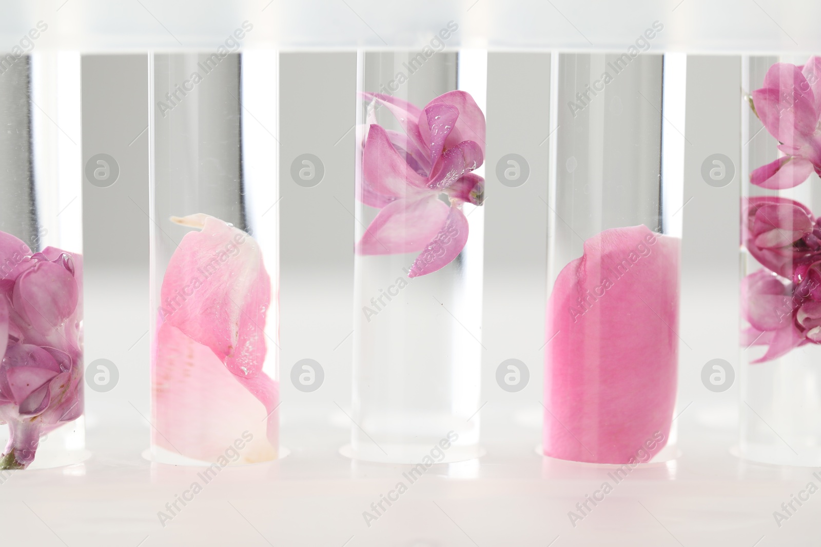 Making luxury perfume. Essential oils in test tubes and flowers on light background, closeup Photo of Making luxury perfume. Essential oils in test tubes and flowers on light background, closeup