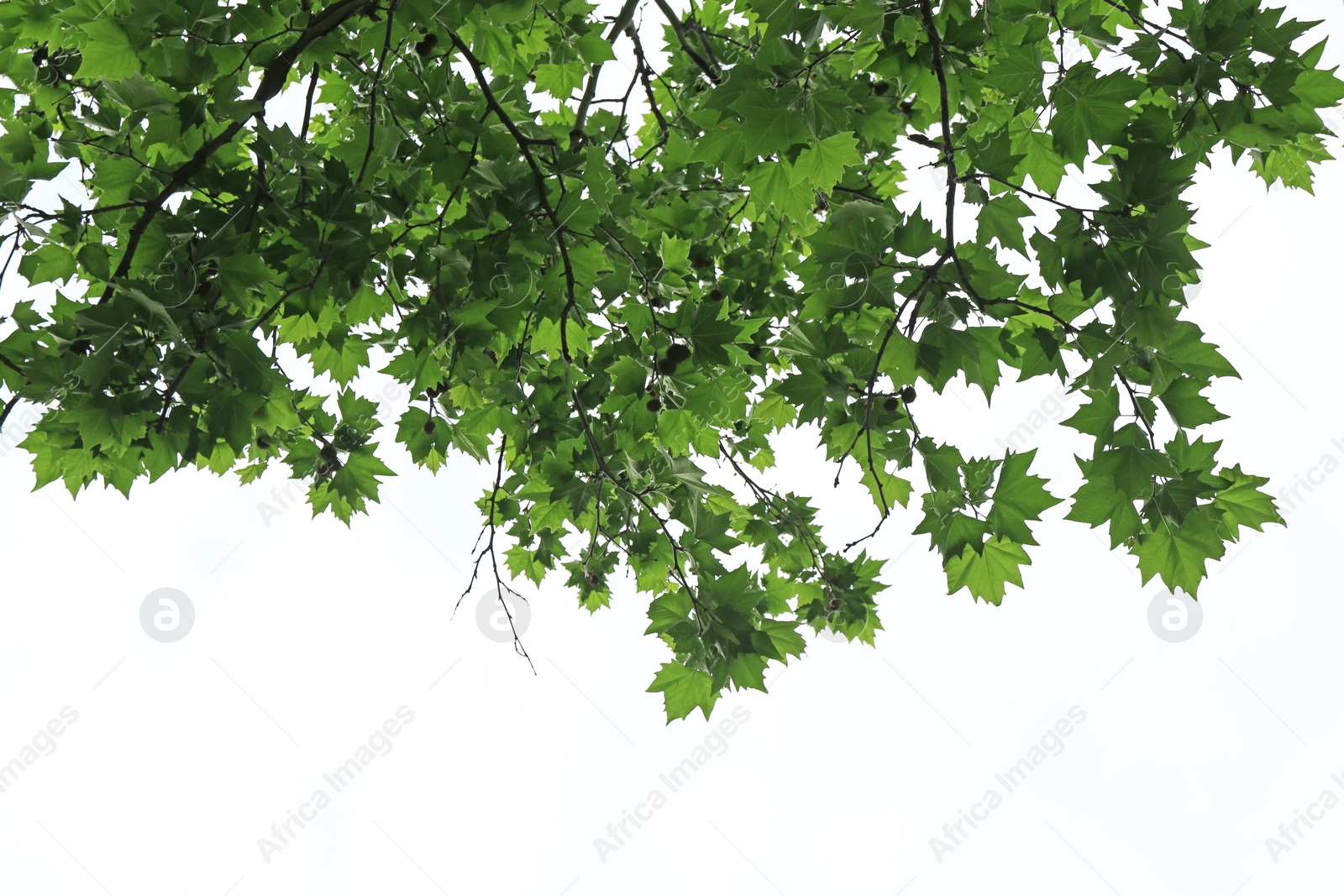 Beautiful tree branches with green leaves under sky, bottom view Photo of Beautiful tree branches with green leaves under sky, bottom view