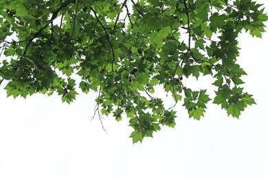 Photo of Beautiful tree branches with green leaves under sky, bottom view