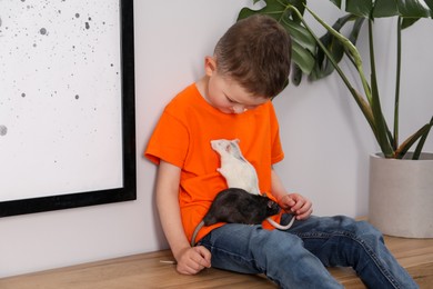 Photo of Little boy with his pet rats at home