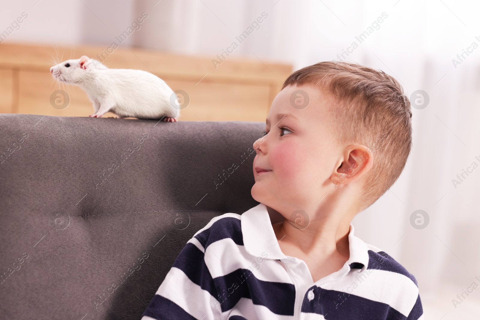 Little boy with his pet rat on sofa at home Photo of Little boy with his pet rat on sofa at home