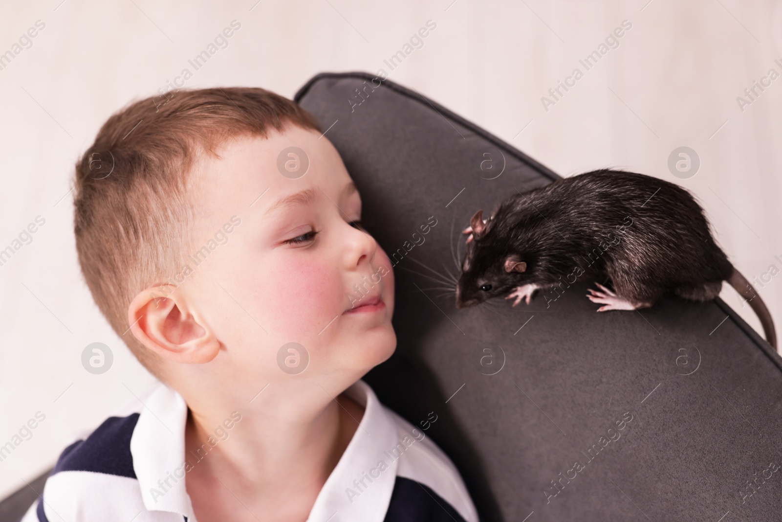 Little boy with his pet rat on armchair at home Photo of Little boy with his pet rat on armchair at home