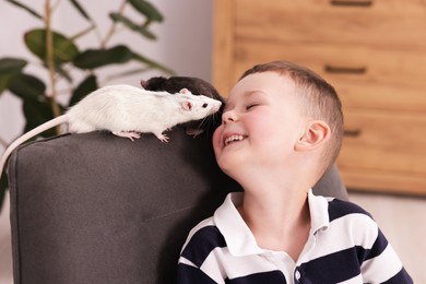 Photo of Little boy with his pet rats on armchair at home