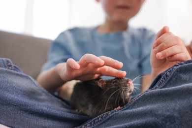 Photo of Little boy with his pet rat on sofa at home, closeup