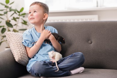 Photo of Little boy with his pet rats on sofa at home. Space for text