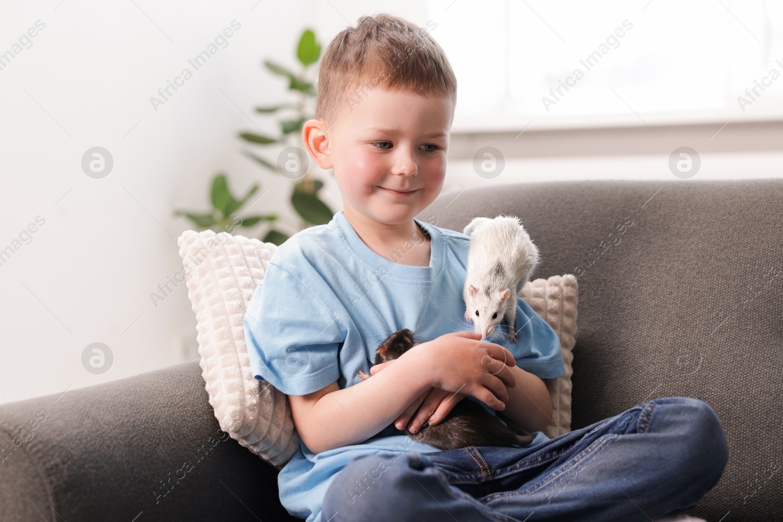 Little boy with his pet rats on sofa at home Photo of Little boy with his pet rats on sofa at home