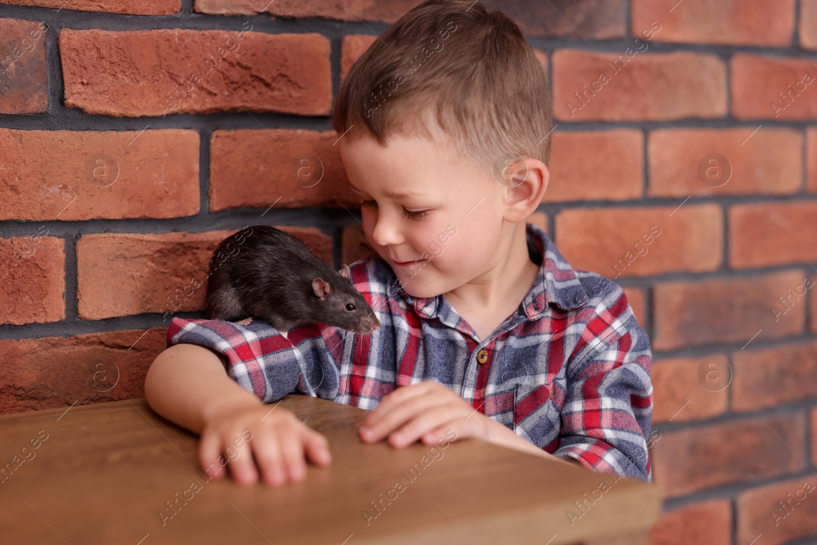 Little boy with his pet rat at wooden table indoors Photo of Little boy with his pet rat at wooden table indoors