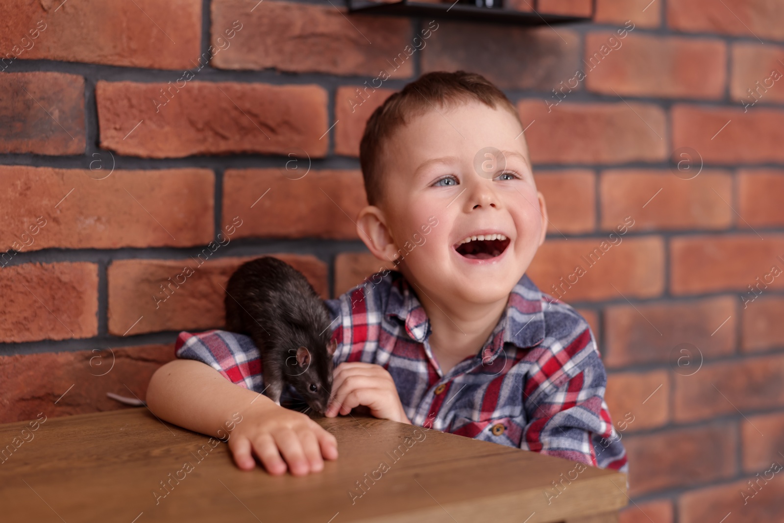 Little boy with his pet rat at wooden table indoors Photo of Little boy with his pet rat at wooden table indoors