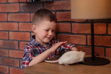 Photo of Little boy with his pet rats at wooden table indoors