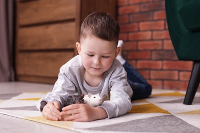 Photo of Little boy with his pet rats on floor at home