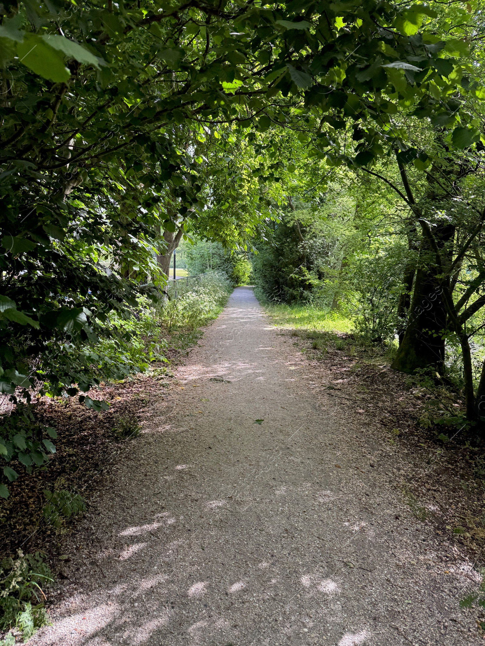 View of pathway through park with green trees alongside Photo of View of pathway through park with green trees alongside