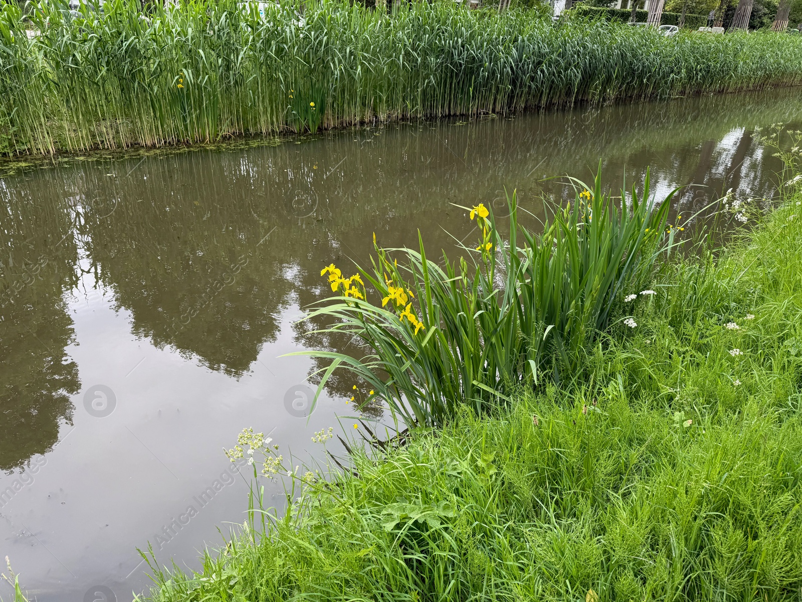 Beautiful yellow iris flowers growing near canal outdoors Photo of Beautiful yellow iris flowers growing near canal outdoors