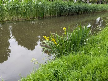 Photo of Beautiful yellow iris flowers growing near canal outdoors