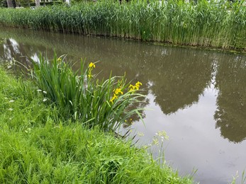 Photo of Beautiful yellow iris flowers growing near canal outdoors